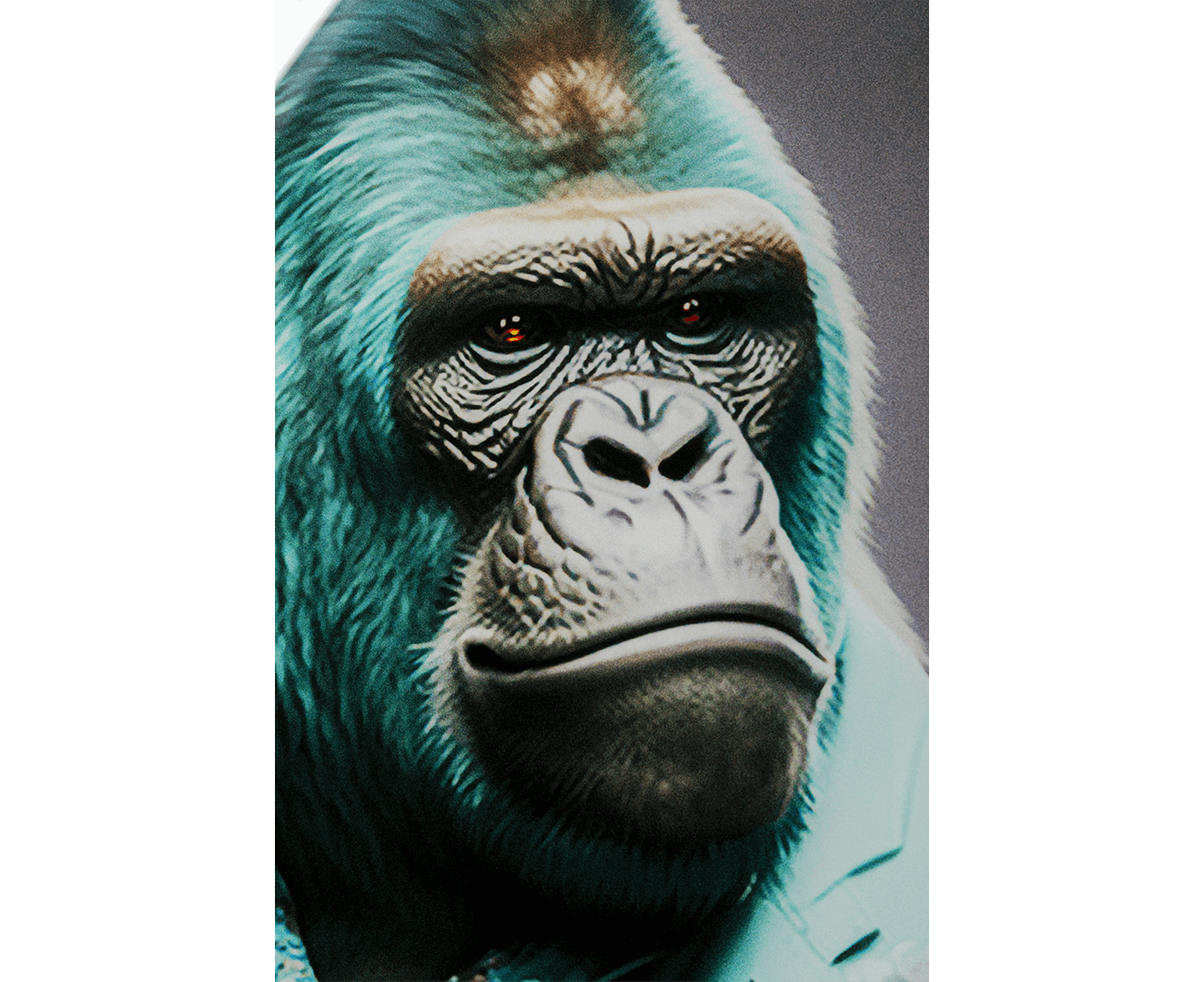 Glasbild Mister Gorilla Blau 60x90 cm