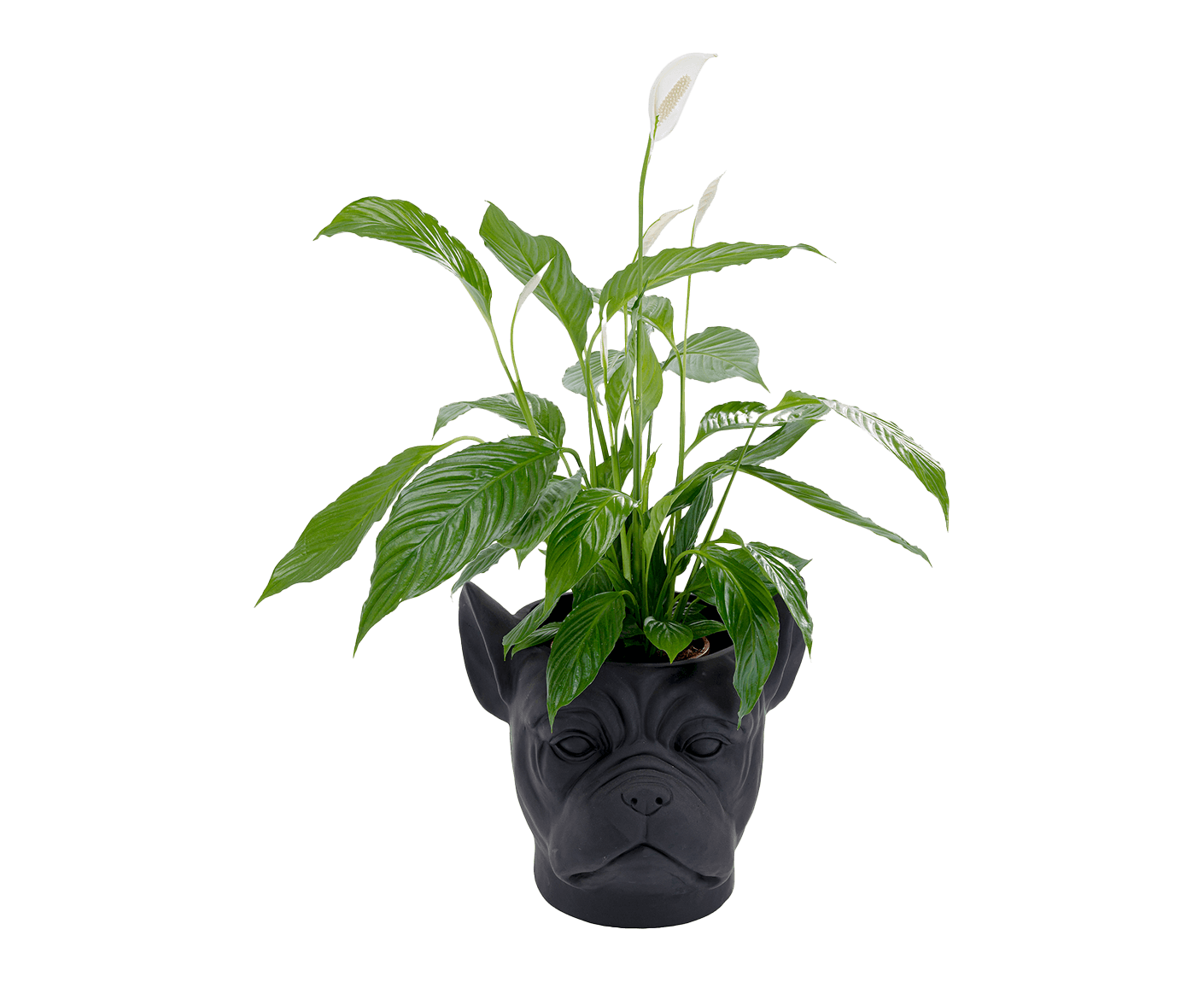 Übertopf Blumentopf Dekotopf Bulldog Schwarz