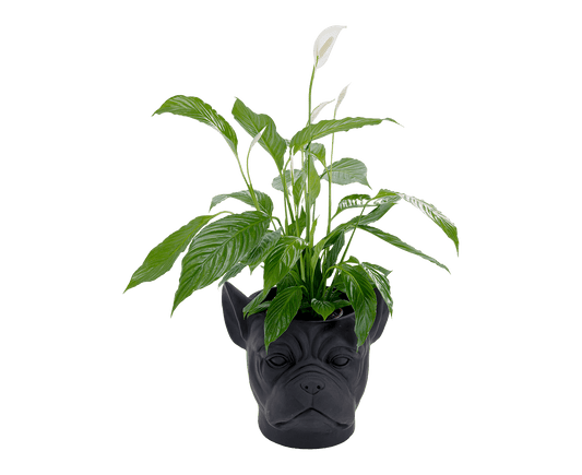 Übertopf Blumentopf Dekotopf Bulldog Schwarz